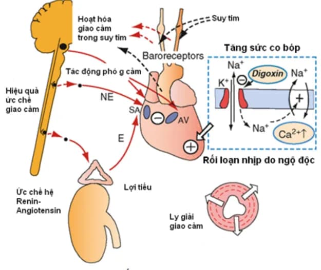 Lưu ý khi dùng Digoxin điều trị suy tim nặng