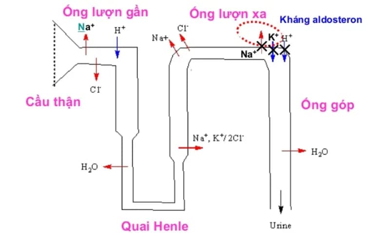 Cẩn trọng khi sử dụng thuốc lợi tiểu trong điều trị suy thận