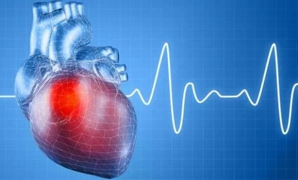 Tâm thất là gì? Chức năng và các vấn đề thường gặp