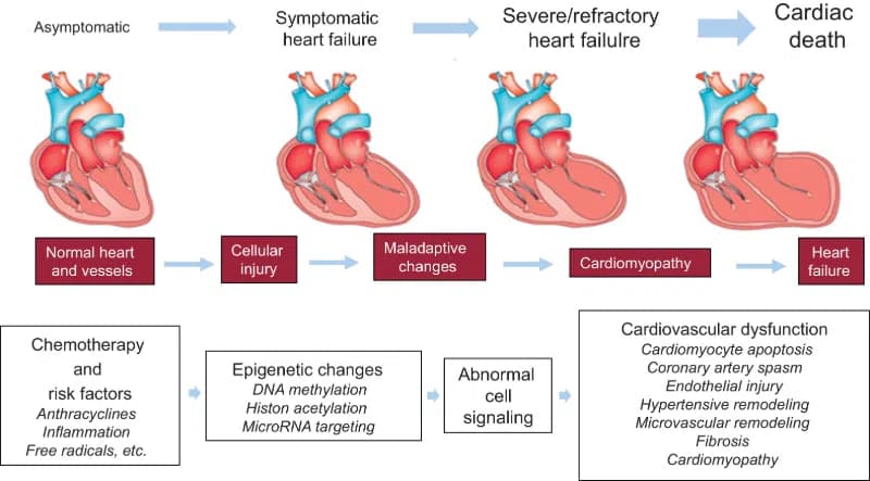 Làm thế nào để bảo vệ cơ tim khi hoá trị với doxorubicin