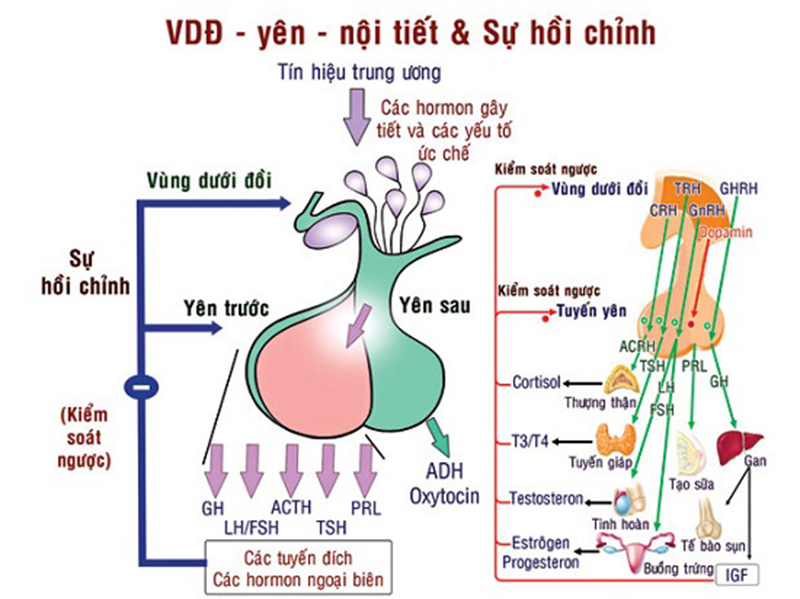 Suy tuyến yên Suy tuyến yên